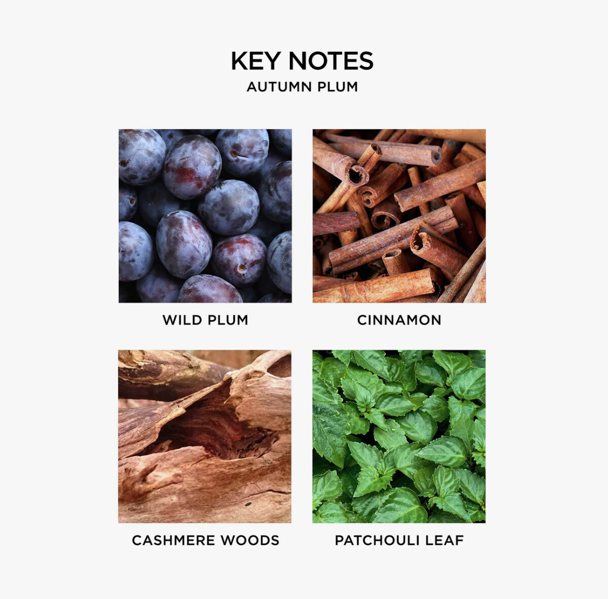 Nest Reed Diffuser Autumn Plum