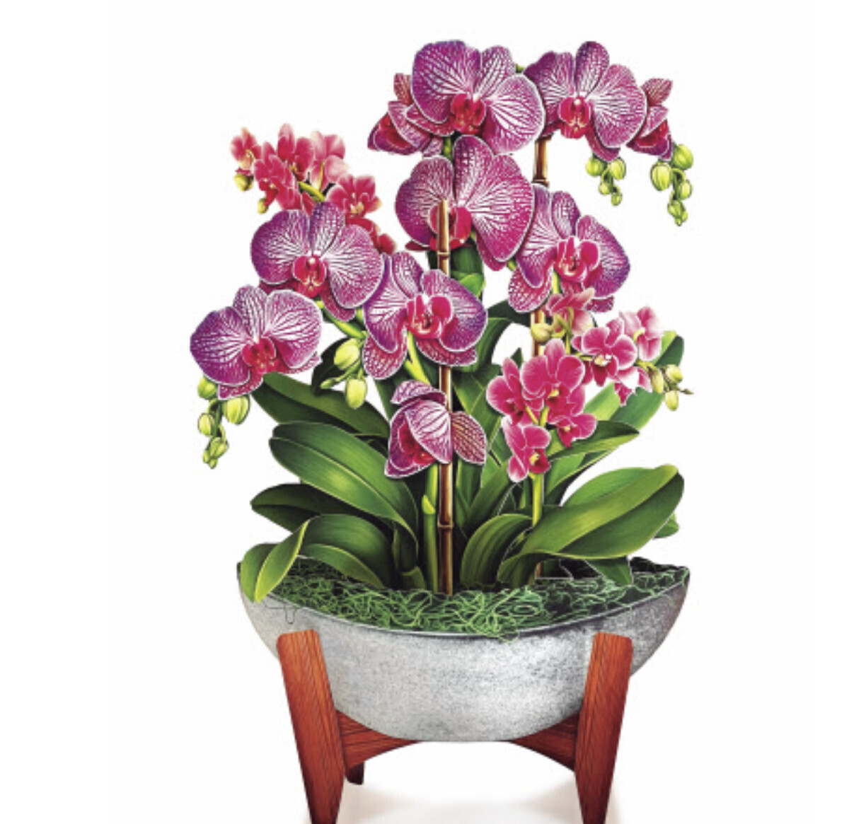 Orchid Oasis
