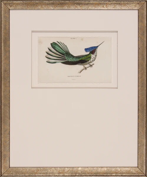 Hummingbird I