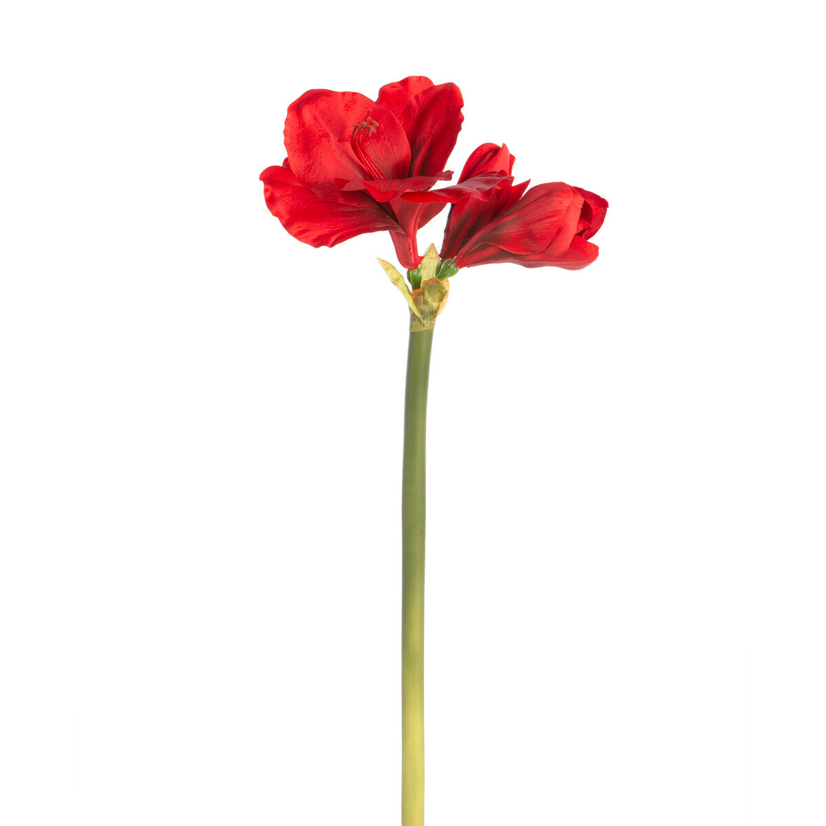 Amaryllis Stem-Red