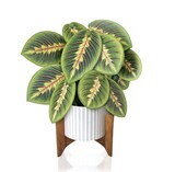 Prayer Plant