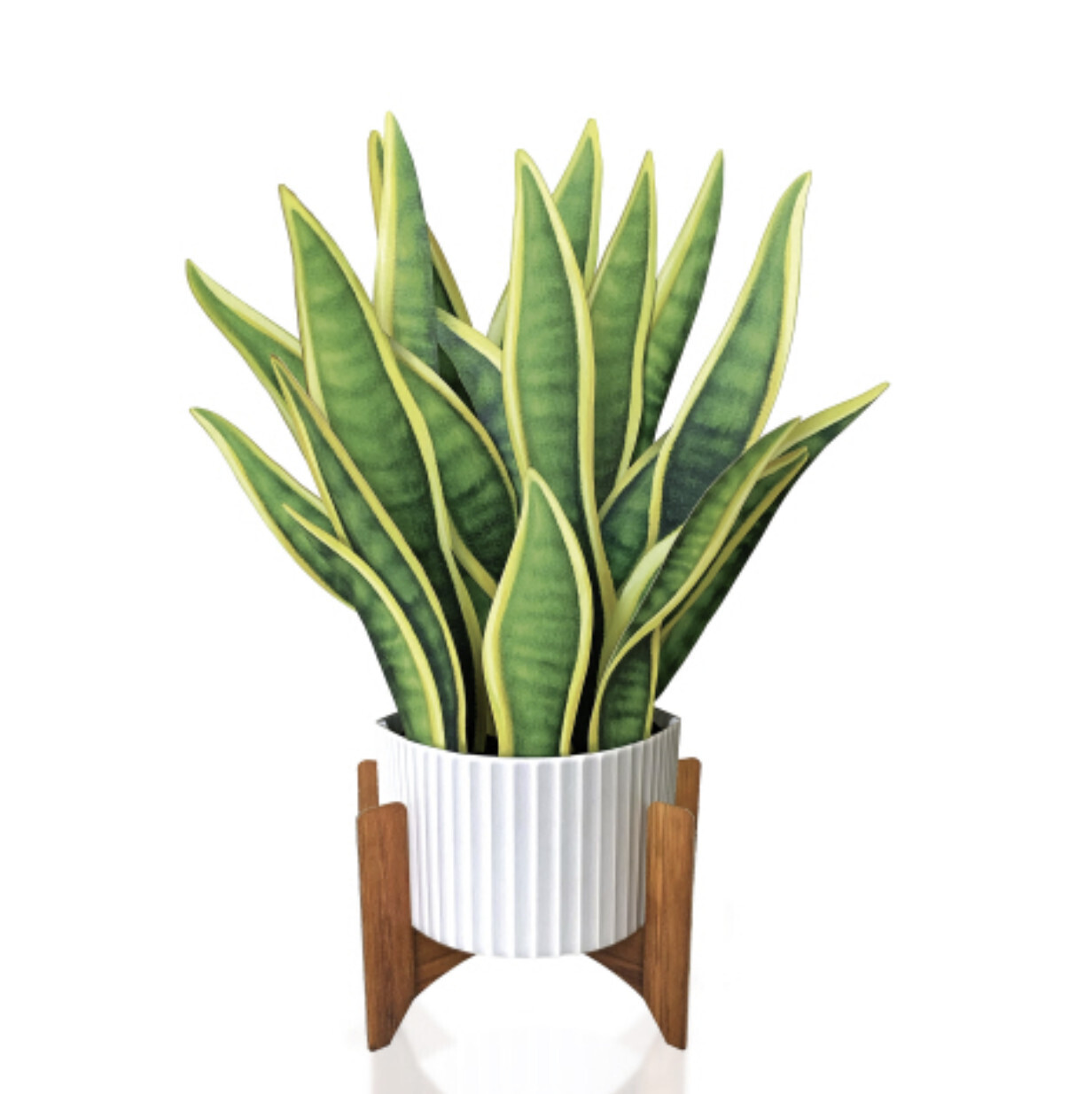 Snake Plant