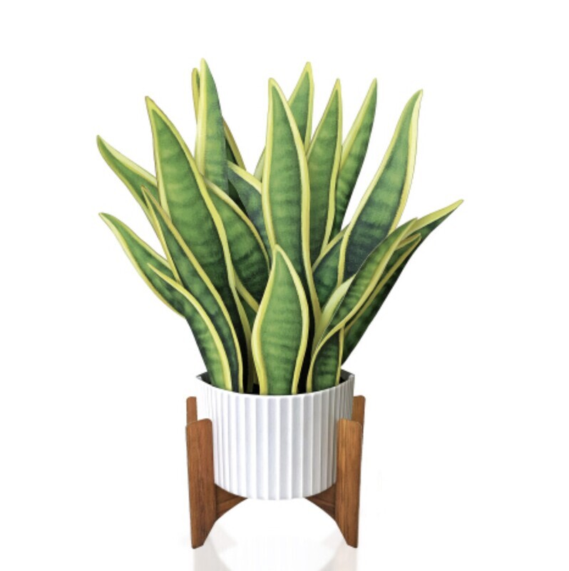 Snake Plant