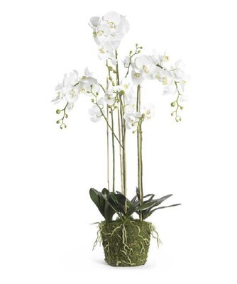 52" WHITE ORCHID W/MOSS BASE & EXPOSED ROOTS