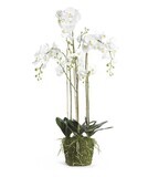 52&quot; WHITE ORCHID W/MOSS BASE &amp; EXPOSED ROOTS