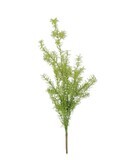 27&quot; ASPARAGUS FERN BUSH