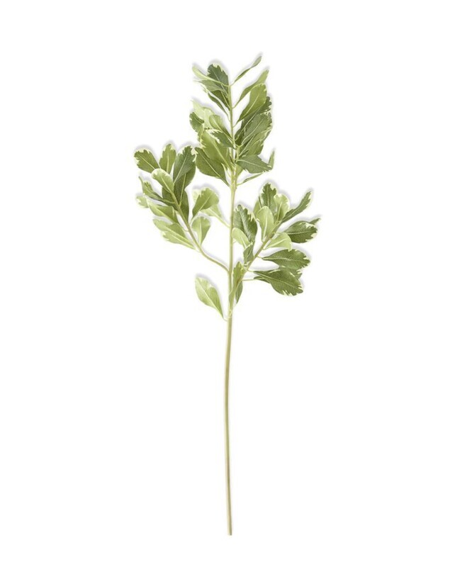 28&quot; Pittosporum Leaf Stem