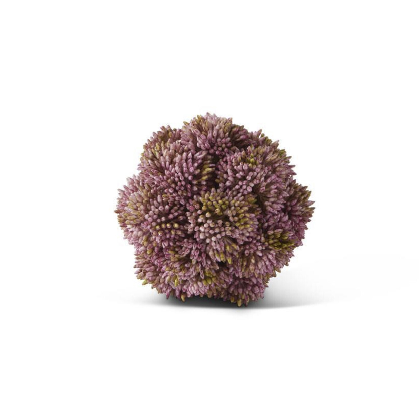 Sedum Ball Pink