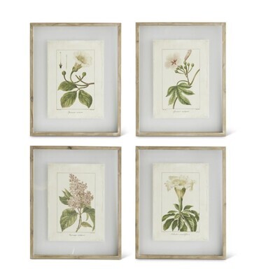 21.5" Botanical Prints