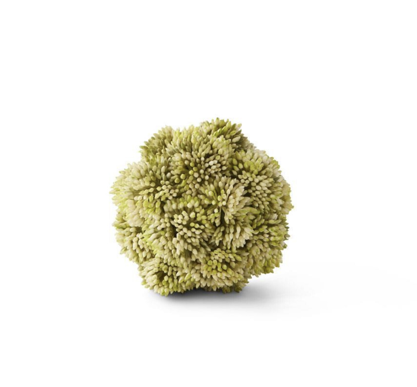 Sedum Ball Light Green