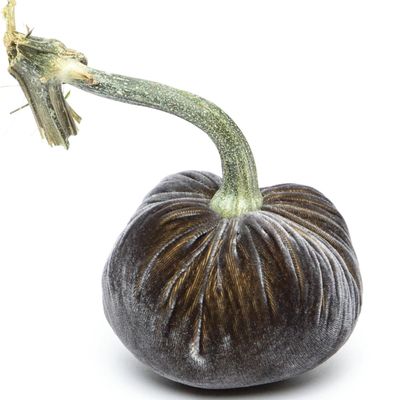 Hot Skwash Graphite Silk Velvet Pumpkin 5&quot;