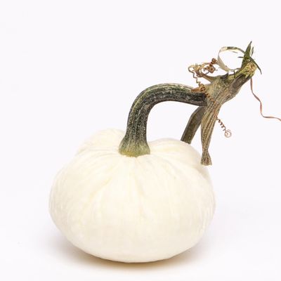 Hot Skwash Ivory Silk Velvet Pumpkin 5&quot;