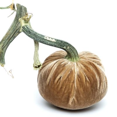 Hot Skwash Mocha Silk Velvet Pumpkin 3&quot;