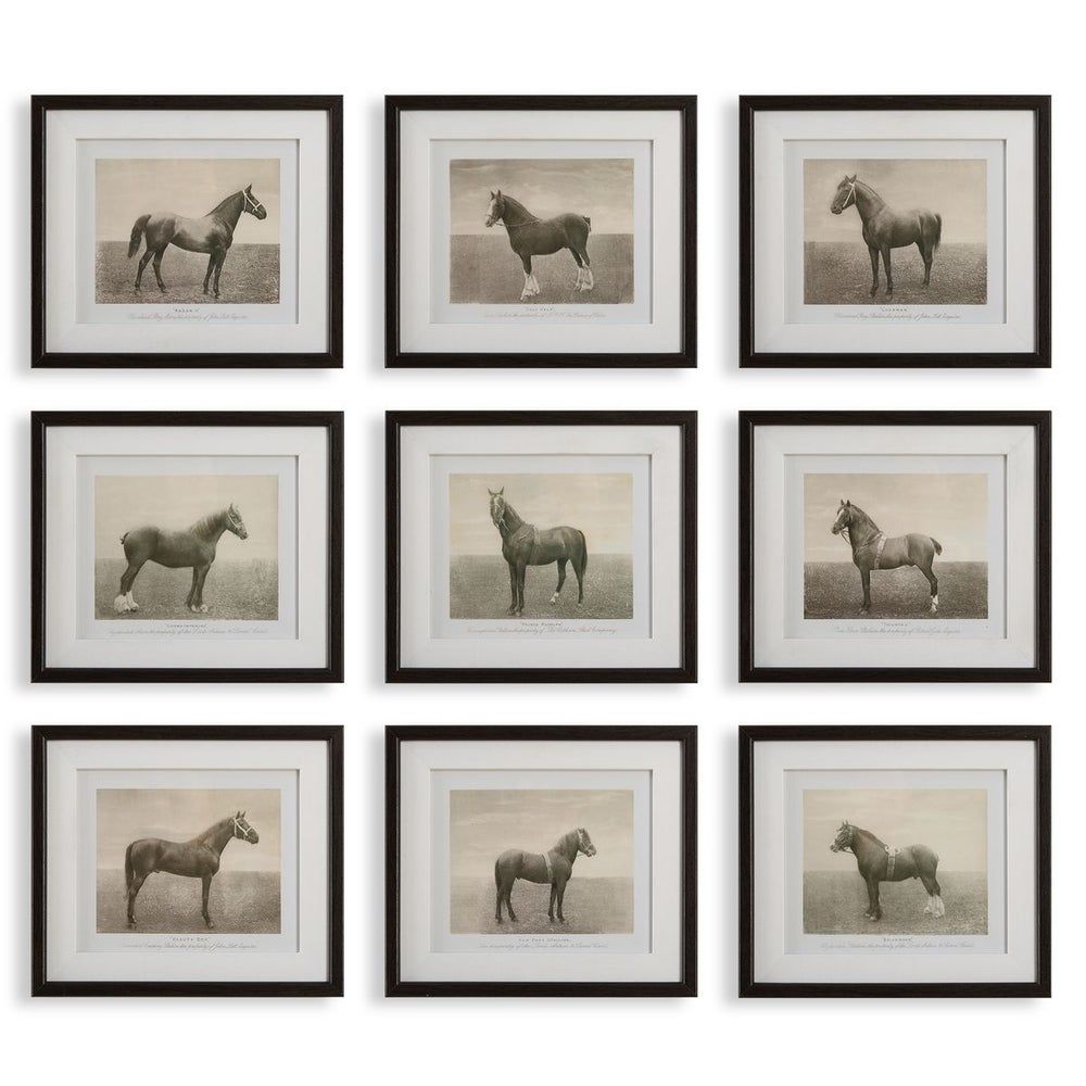 Equine Dynasty Framed Prints