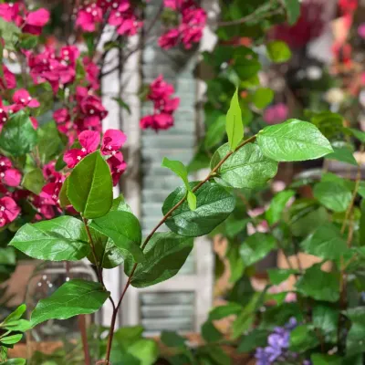 30" Salal Leaf Spray