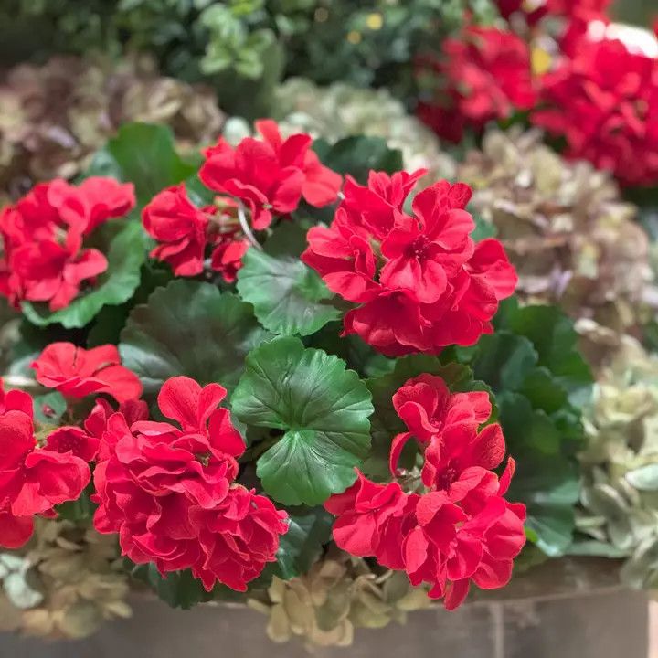 16" Red Geranium Bush