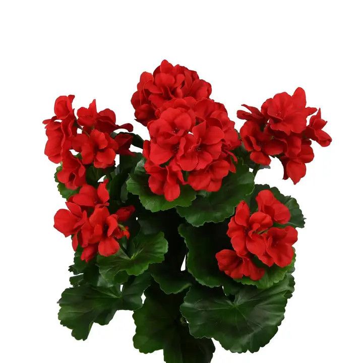 16" Red Geranium Bush