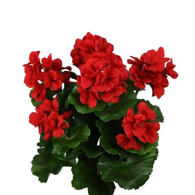 16" Red Geranium Bush