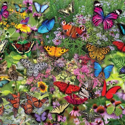 Butterflies, Butterflies, Butterflies By Steve Smith