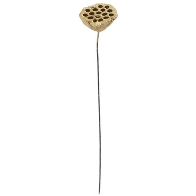 21" Gold Lotus Seedpod