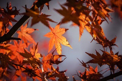 Fall
