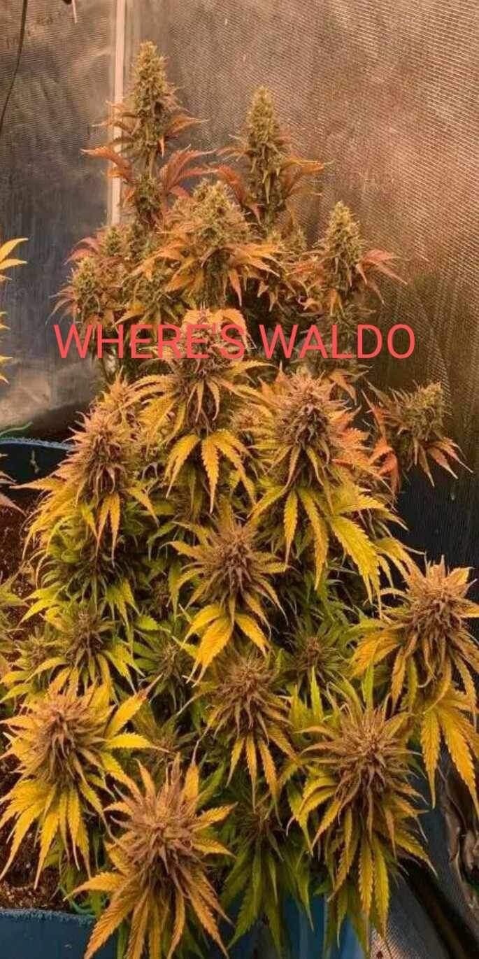Where’s Waldo Auto Feminized Seeds