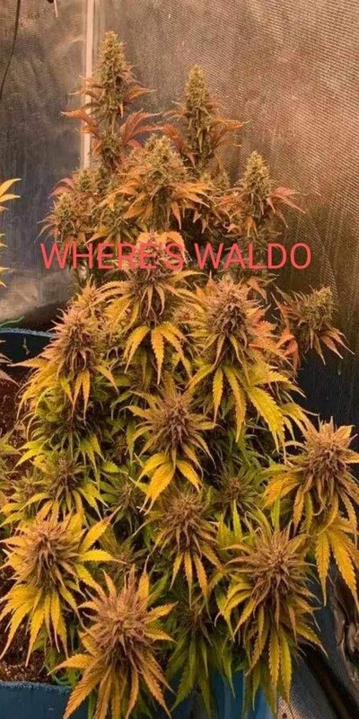 Where’s Waldo Auto Feminized Seeds