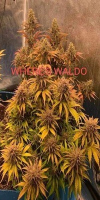 Where’s Waldo Auto Feminized Seeds