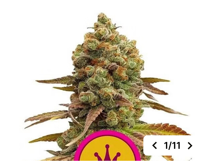 Special Queen #1 Typical Skunk