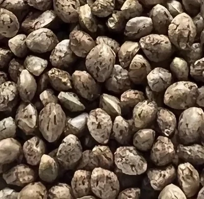 Auto Flower Feminized Seeds