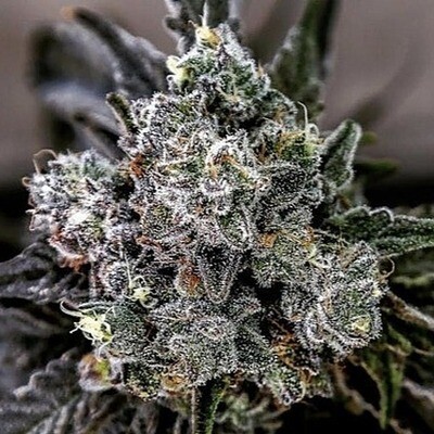 Apple Sherbet Auto Fem
