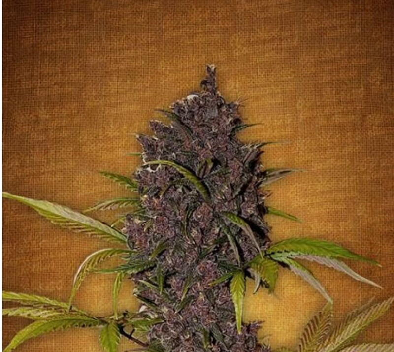 LSD-25 Auto Feminised Seeds