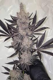 Oreoz x Jealousy Photo Fem