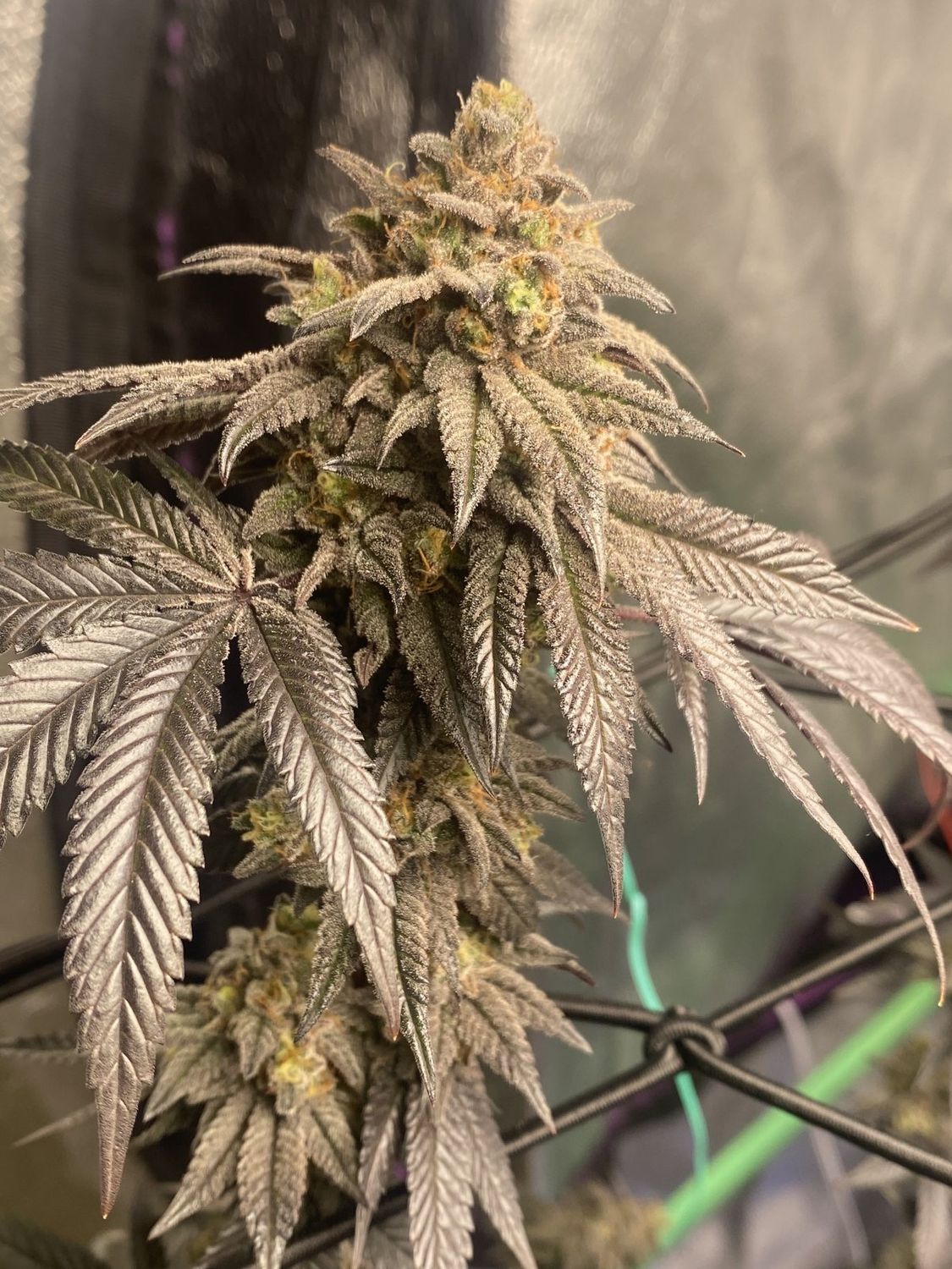 Oreoz X  White Runtz