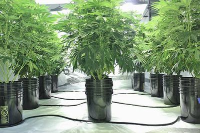 Growing Products