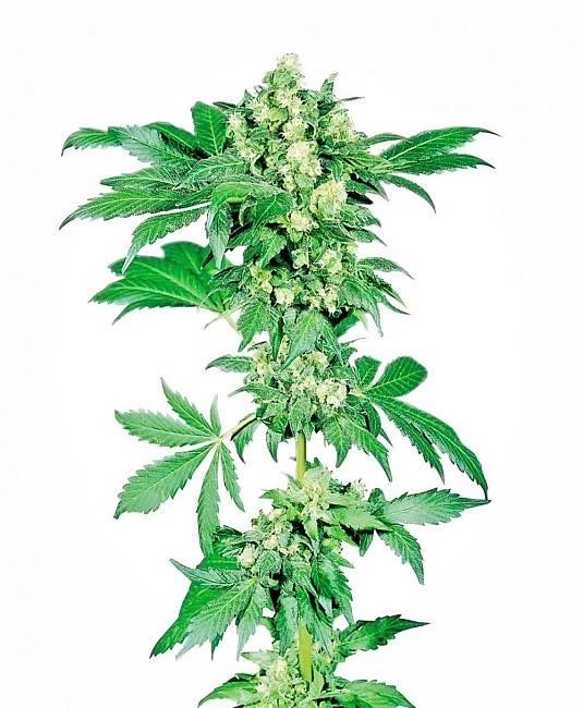 Afghani No. 1