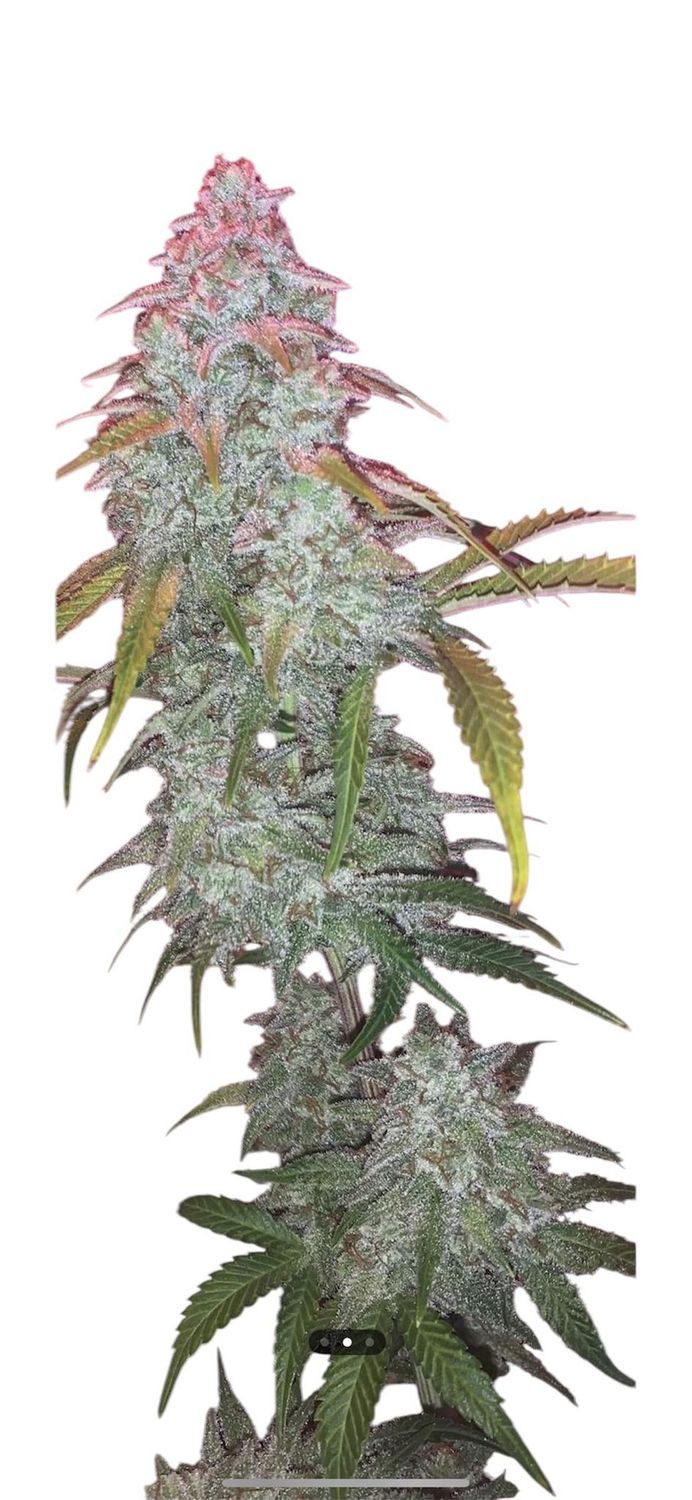 Mango Smile x Grape Crinkleberry