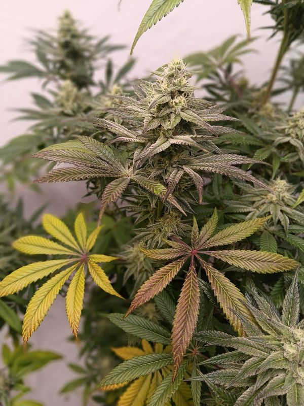 Truffle Treats X White runts Photo