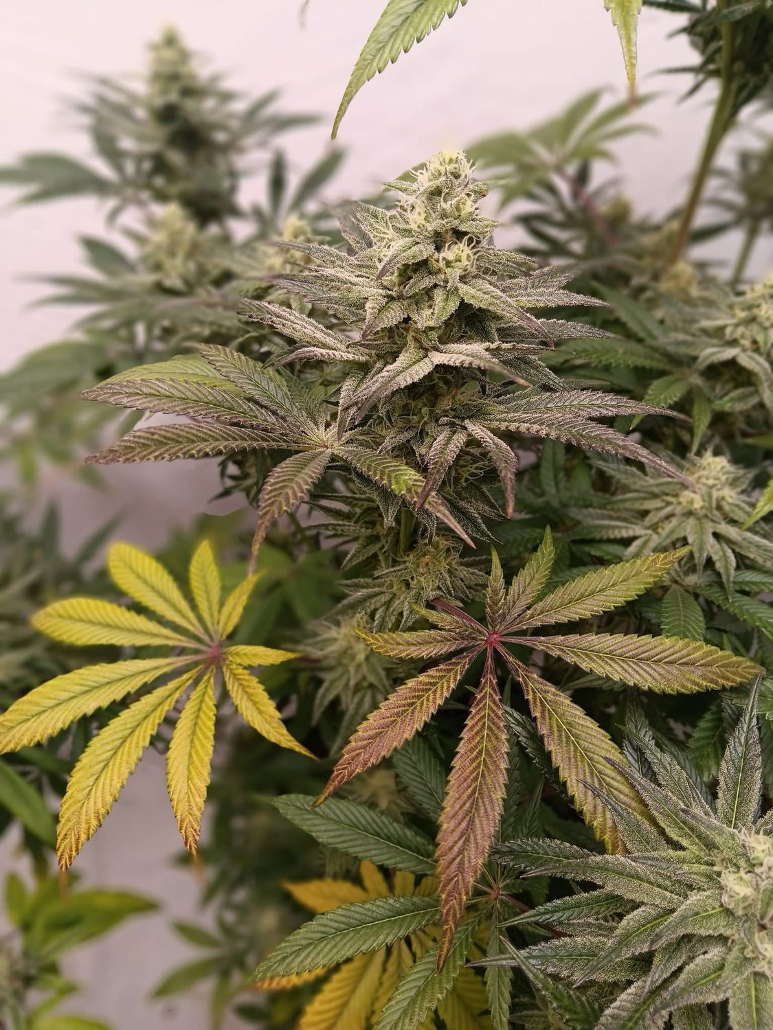 Truffle Treats X White runts Photo