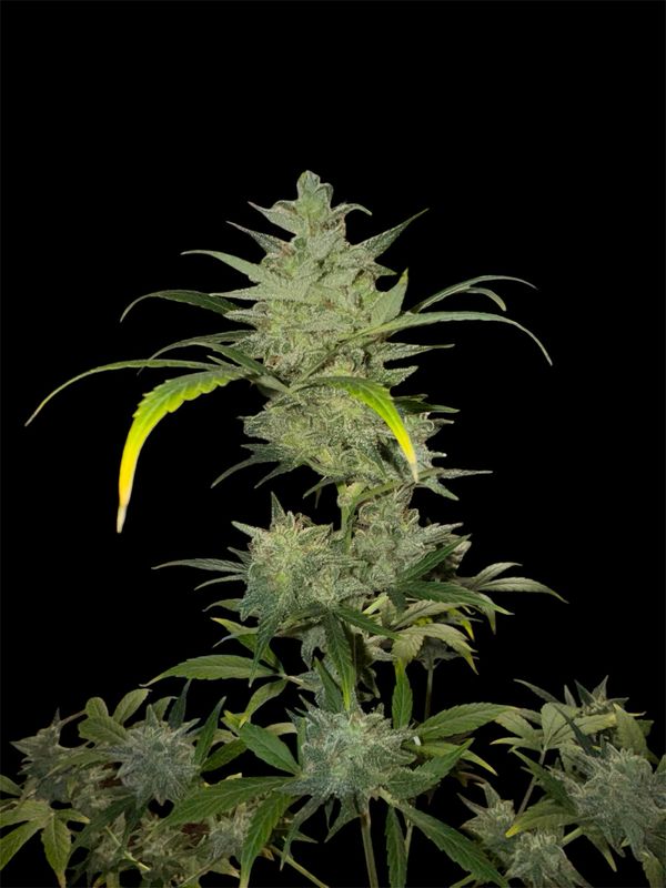 Berry Jungle Wreck
