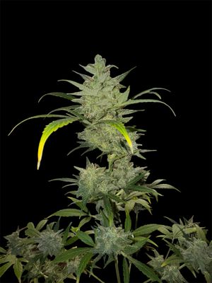 Berry Jungle Wreck