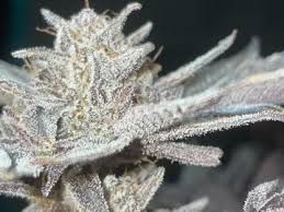 Blue Dream x Oreoz Photo Fem