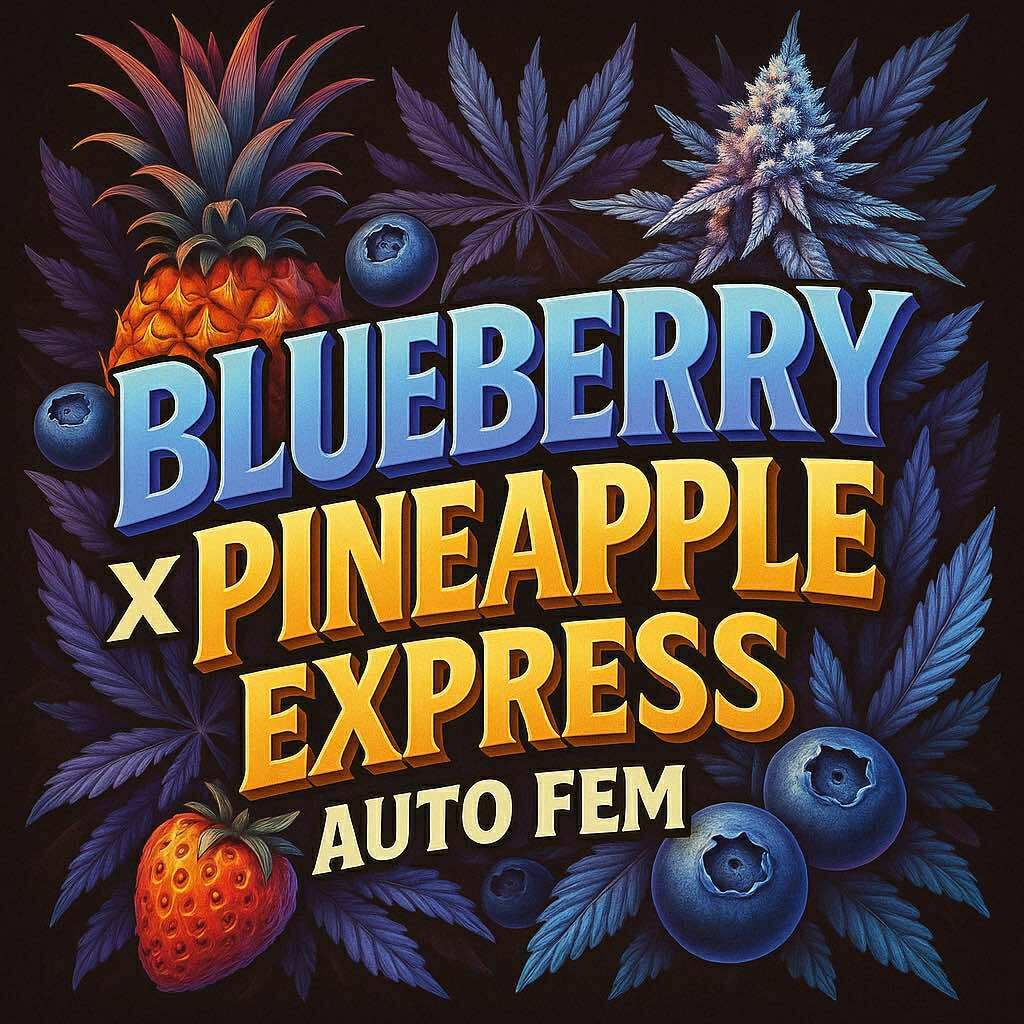 Blueberry x pineapple express