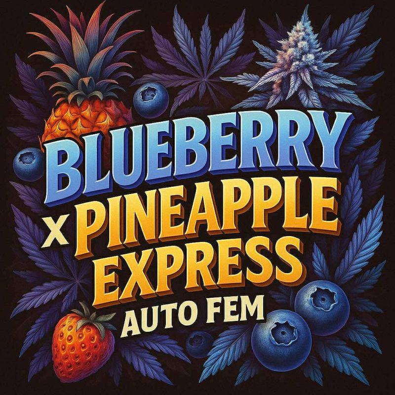 Blueberry x pineapple express