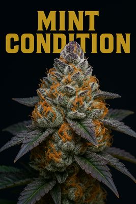 Gush Mints x Gold Cash Gold – “Mint Condition”