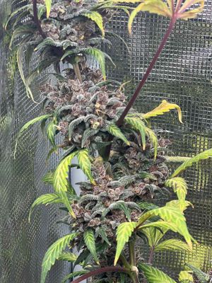 Dr. Death X-treme Auto Fem
