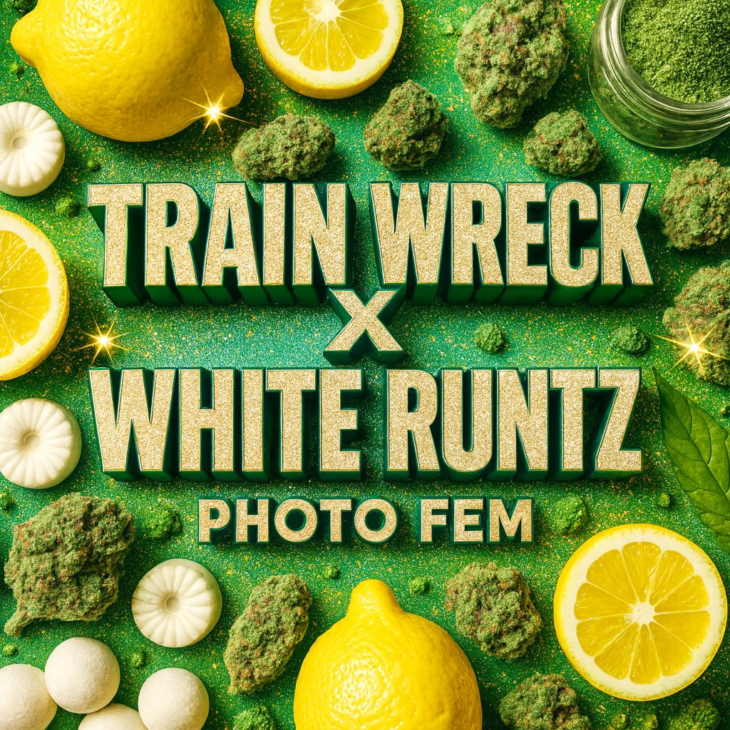 Train Wreck X White Runtz