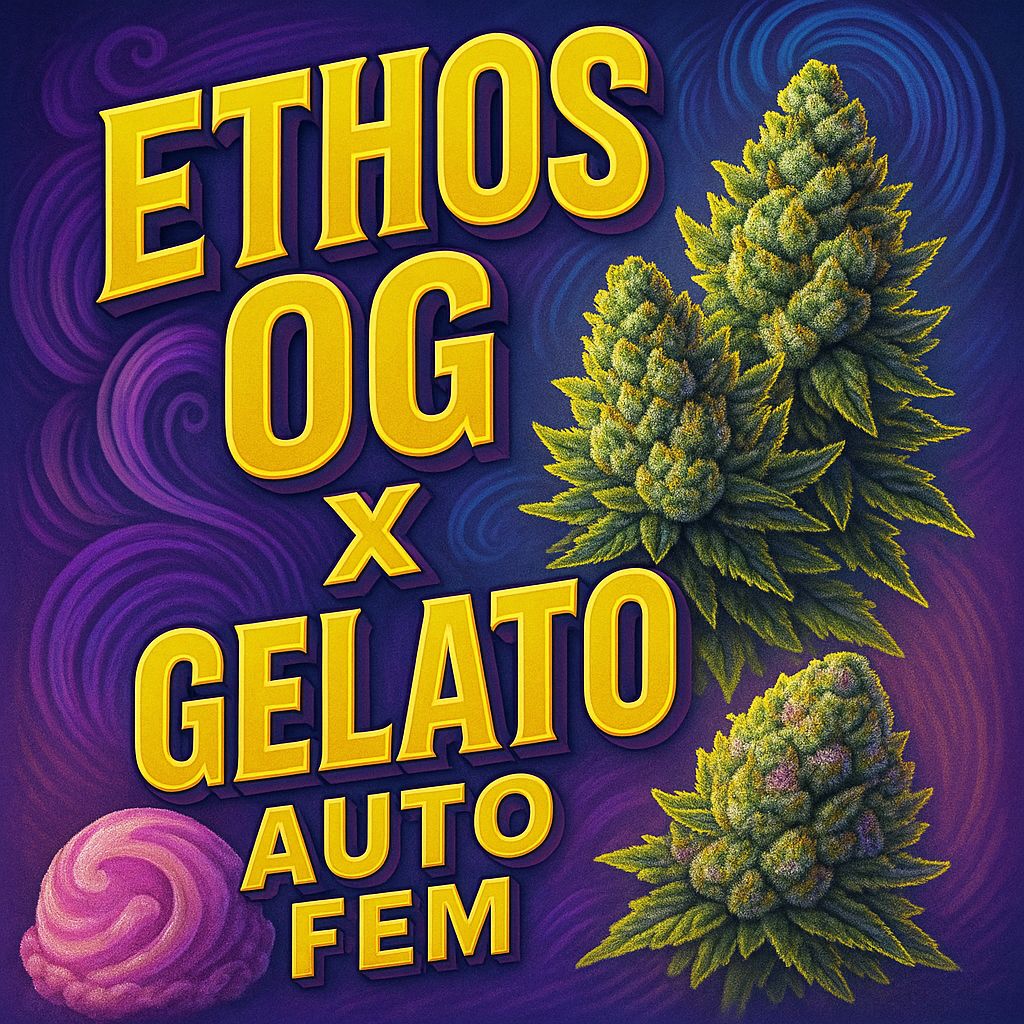 Ethos OG X Gelato Auto Fem