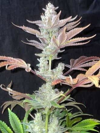 Green Crack x Jealousy Photo Fem