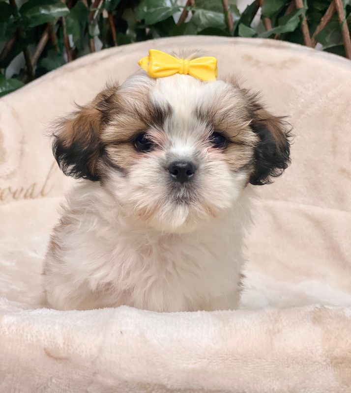 Shih Tzu